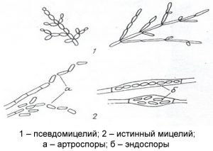 Мицелиальные формы грибков