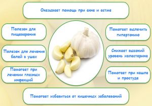 Полезные свойства чеснока