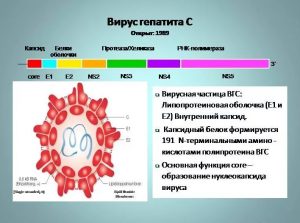 Строение вируса