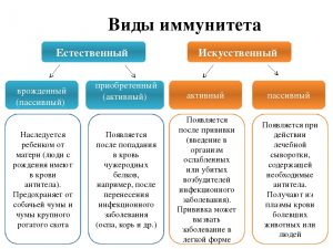 Виды иммунитета