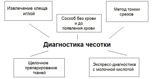 Диагностика чесотки