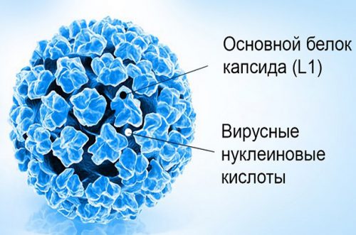 Вирус ВПЧ