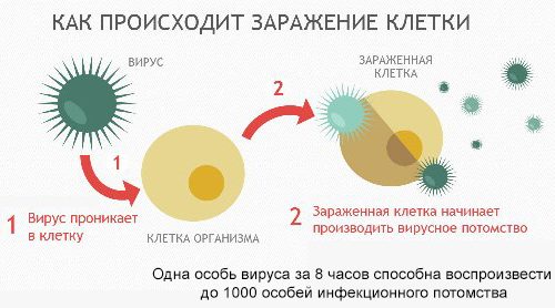 Заражение клетки герпесом