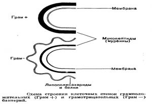 Строение клеточных стенок бактерий