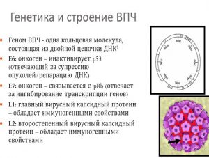 Генетика и строение ВПЧ