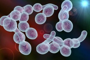 Дрожжеподобные грибы Candida