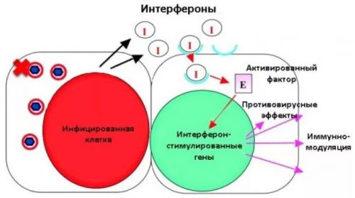 Действие интерферонов