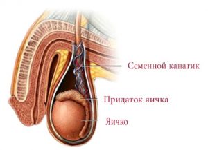 Расположение семенного канатика