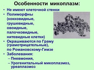 Особенности микоплазм