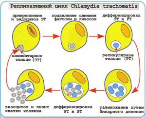 Репликативный цикл