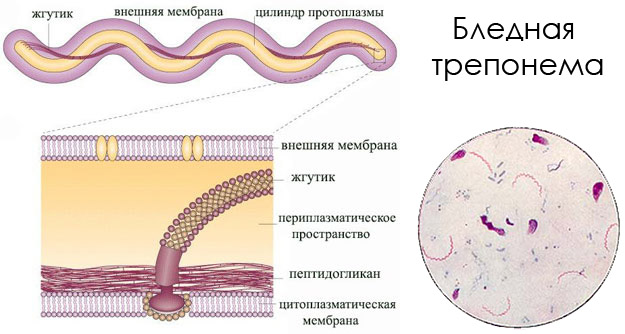 Строение возбудителя сифилиса