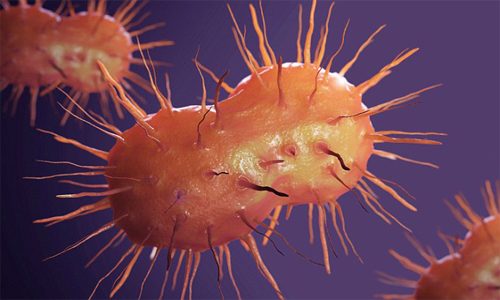 Neisseria Gonorrhoeae
