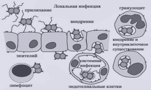 Патогенез гонореи