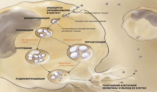 Клиническая картина