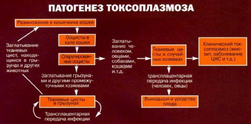 Патогенез токсоплазмоза