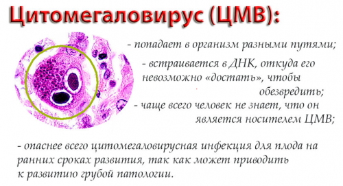 Особенности цитомегаловируса