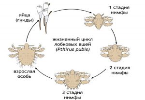 Жизненный цикл
