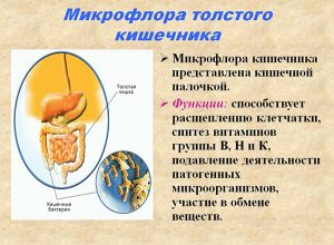 Микрофлора толстого кишечника