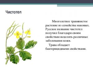 Чистотел от папиллом