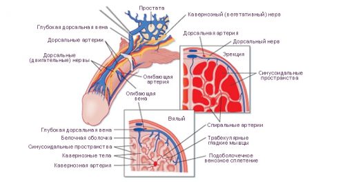 Эректильная дисфункция