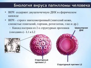 Биология ВПЧ