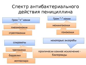 Спектр действия пенициллина