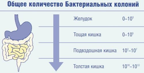 Количество бактериальных колоний