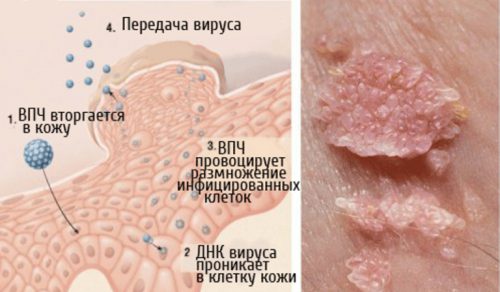 Передача и проникновение вируса