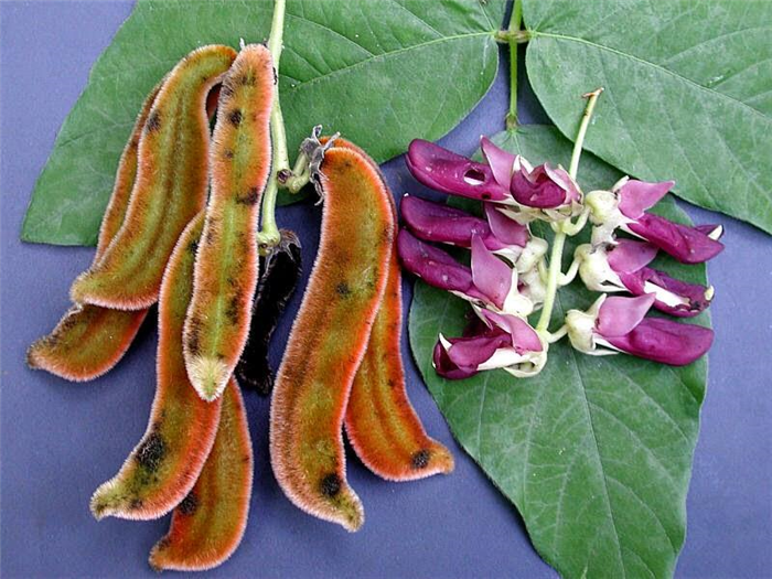 Растение жгучая мукуна
