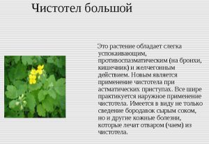 Свойства чистотела большого