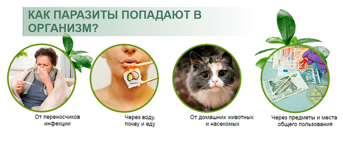 Как паразиты попадают в организм
