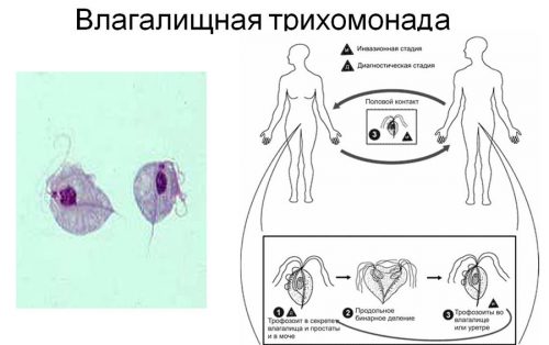 Жизненный цикл трихомонады