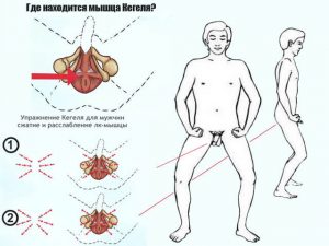 Упражнения Кегеля