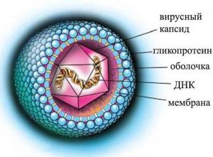 Строение вирусной частицы ЦМВ