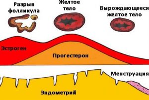 Выработка прогестерона