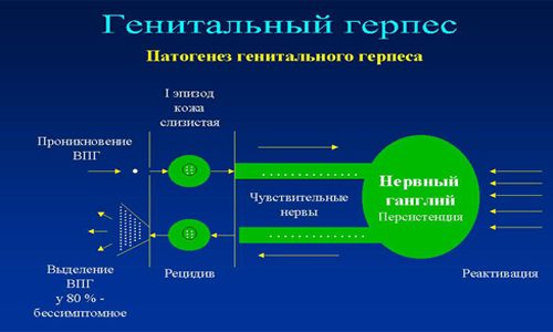 Патогенез генитального герпеса