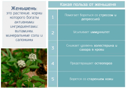 Полезные свойства женьшеня