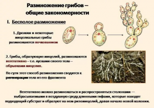 Закономерности размножения грибков