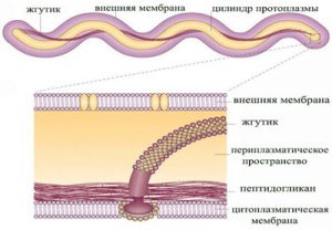 Строение возбудителя сифилиса