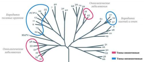 Генетическое дерево семейства ВПЧ