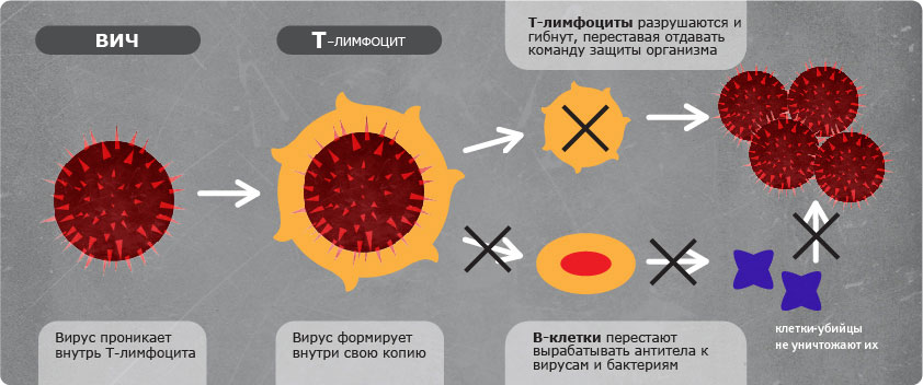 Действие вируса иммунодефицита