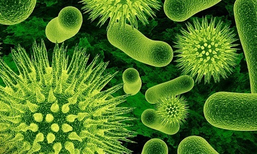 Растительные уросептики угнетают рост числа болезнетворных микроорганизмов