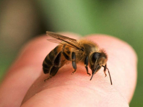 Пчела на пальце