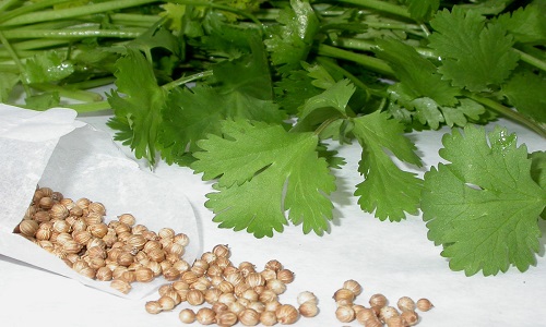 Для лечения цистита используют и семена ароматной петрушки, которые можно собрать самостоятельно или купить в аптеке