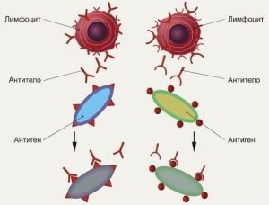 Антитела и антигены