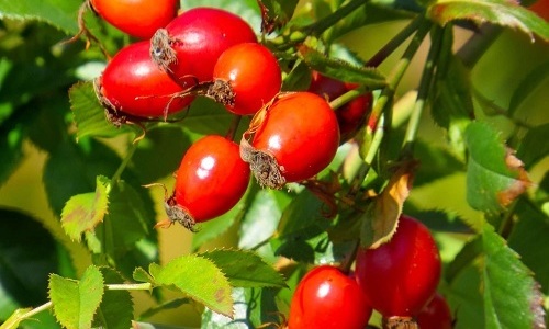Для лечения цистита можно использовать плоды шиповника