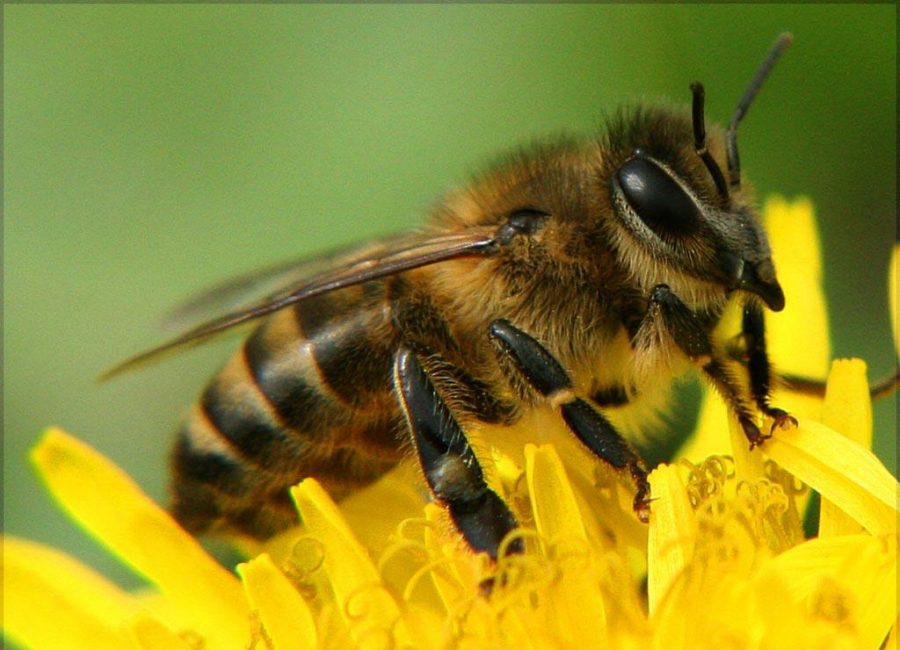 Как выглядит пчела трутовка фото