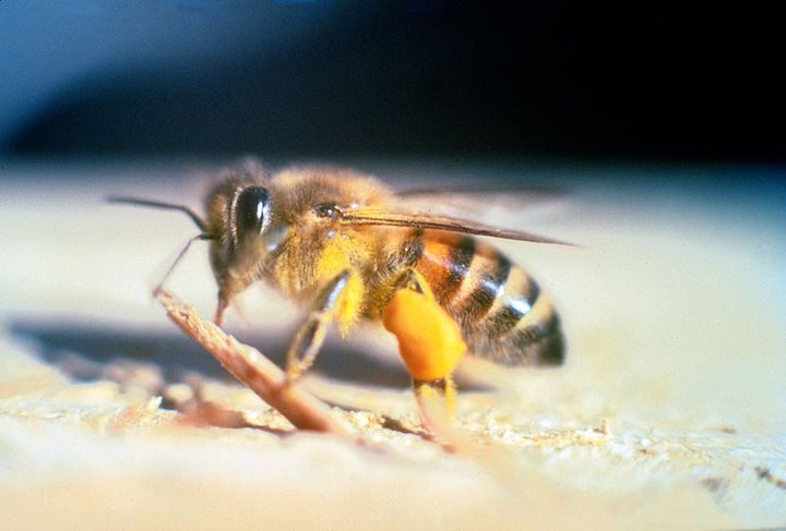 Пчелы в лечении