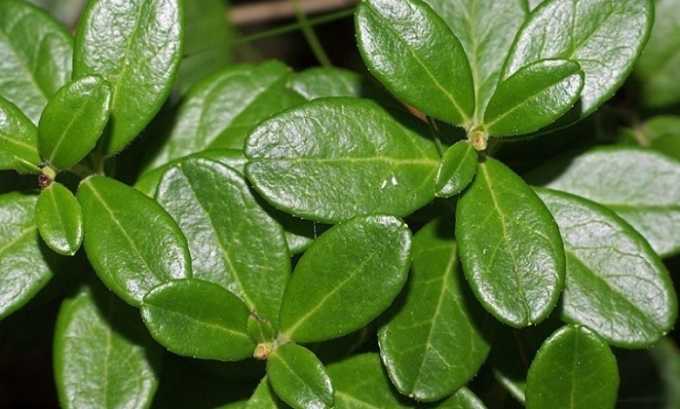 Поможет при цистите брусничный чай из свежих листьев растения