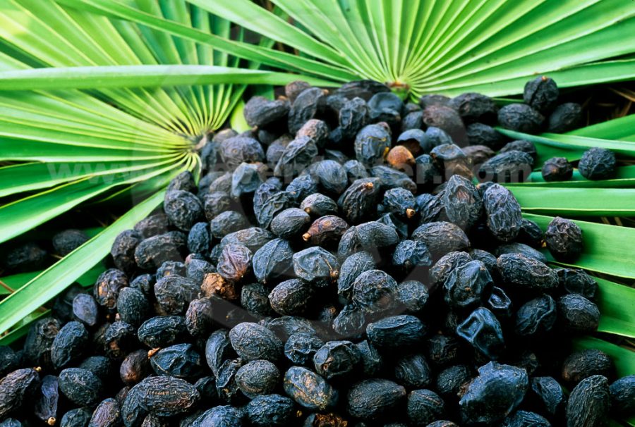 Плоды пальмы сабаль